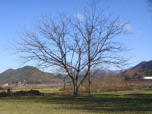 DSC09998