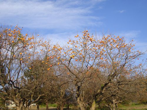DSC09517